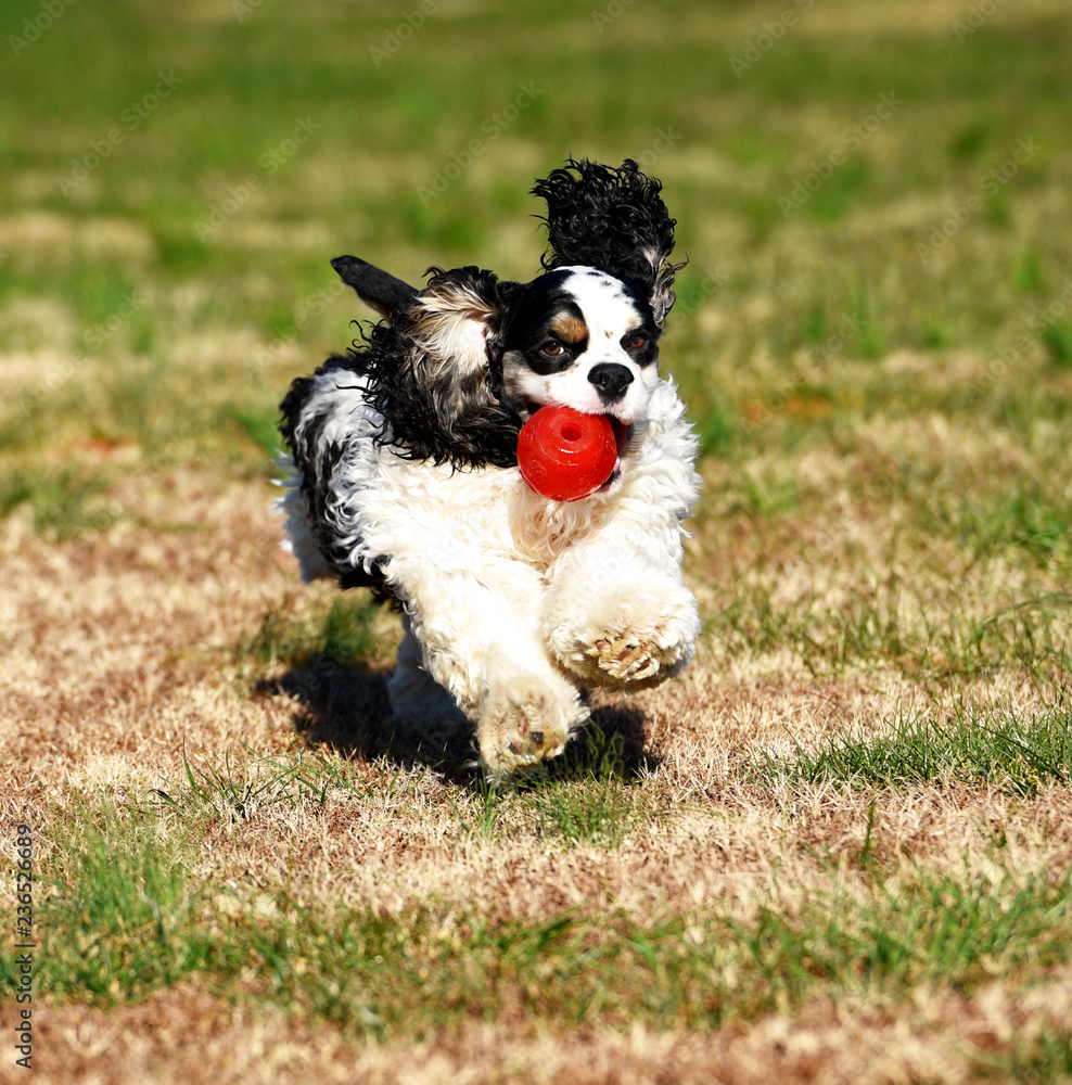 Fototapeta premium A party colored cocker spaniel running with a red ball.