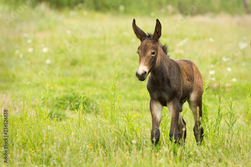 young mule in a green meadow