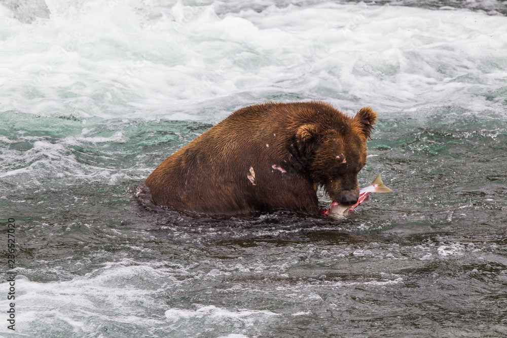 Grizzly bear in Alaska Katmai National Park hunts salmons (Ursus arctos horribilis) Grizzly bear in Alaska Katmai National Park hunts salmons (Ursus arctos horribilis)