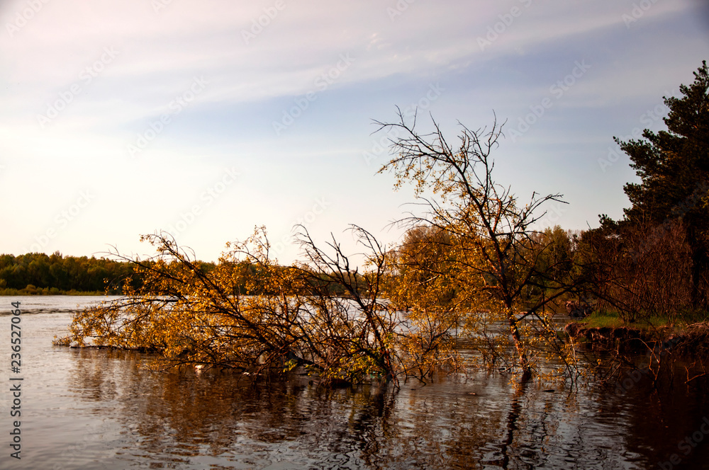 Obraz premium tree on the lake