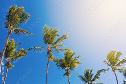 Coconut palm tree background