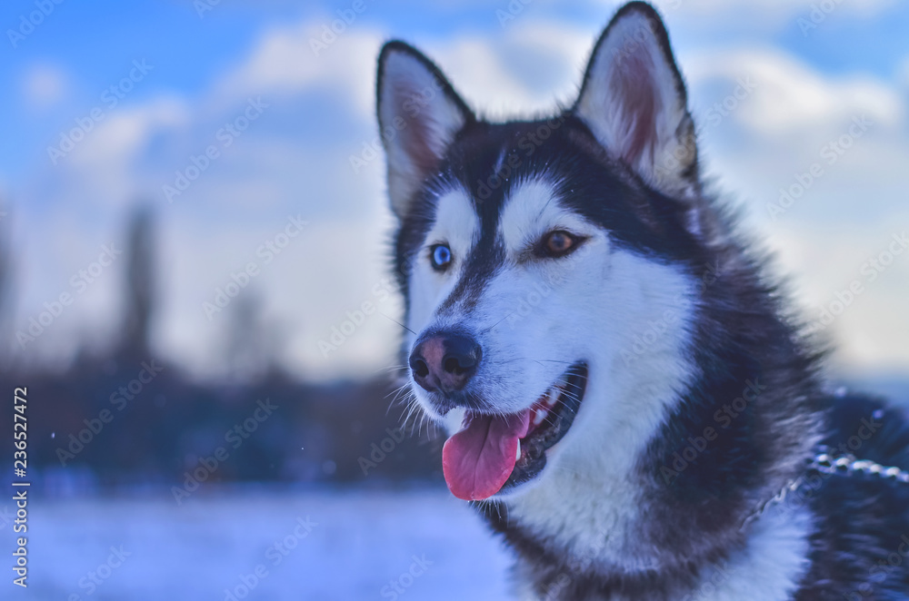 dog breeds of husky in winter.eyes of different colors. toned photo