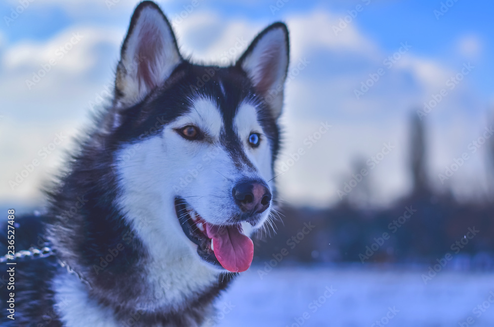 dog breeds of husky in winter.eyes of different colors. toned photo