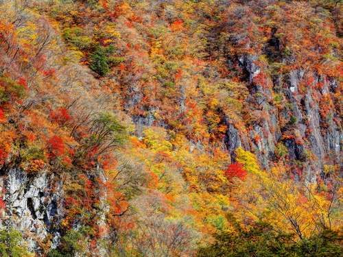 いろは坂剣ヶ峰の断崖の紅葉