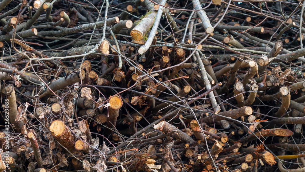 Branches of trees stacked in a pile, background, texture