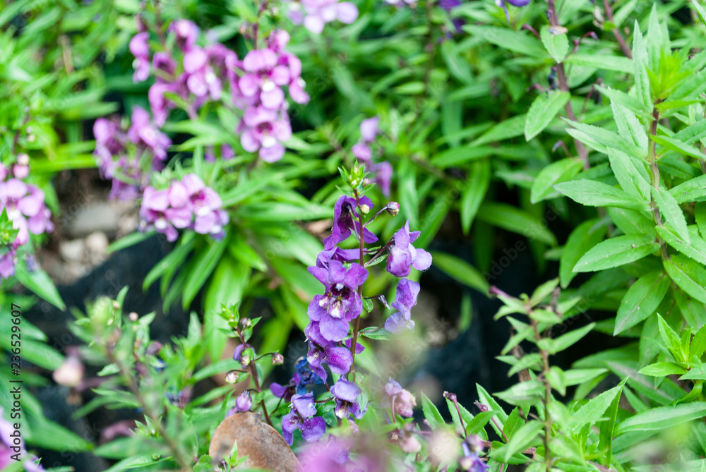 Organic flower in tropical garden Guatemala, Central America, Angelonia angustifolia. Organic flower in tropical garden Guatemala, Central America, Angelonia angustifolia.