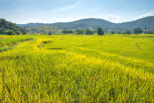 Rice fields with mountain.