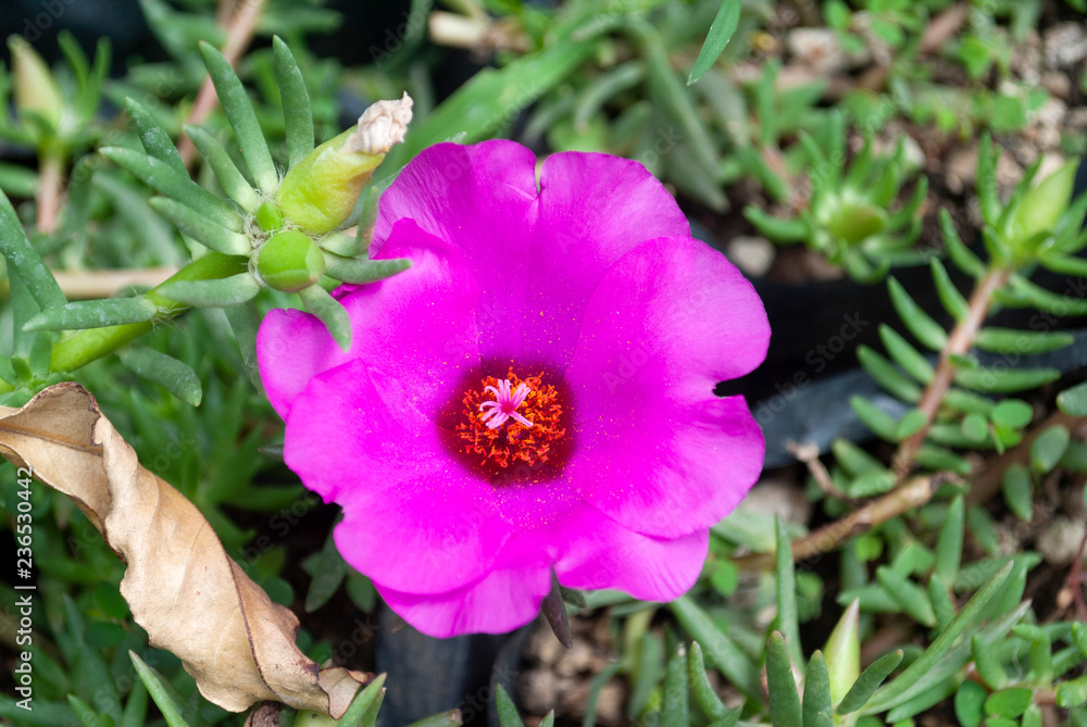 Fototapeta premium Flower love of a fuchsia time in tropical garden of central america, Guatemala. Portulaca Grandiflora Fuchsia.