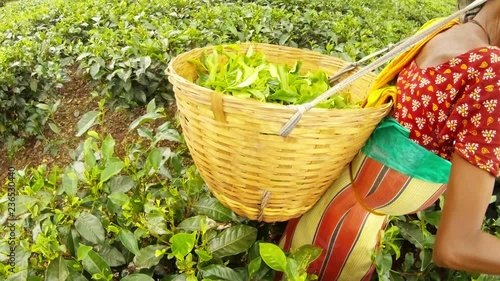 Big wicker basket planty of leaves fixed on head of indian woman tea picker who works among plantation