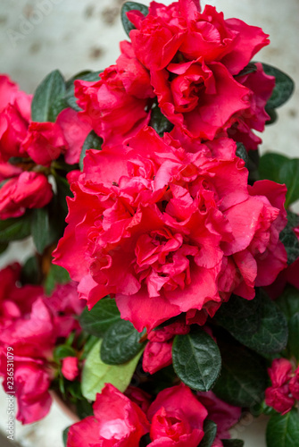 Rhododendron indicum Azalea indica, pink azalea in bloom, organic garden Guatemala.