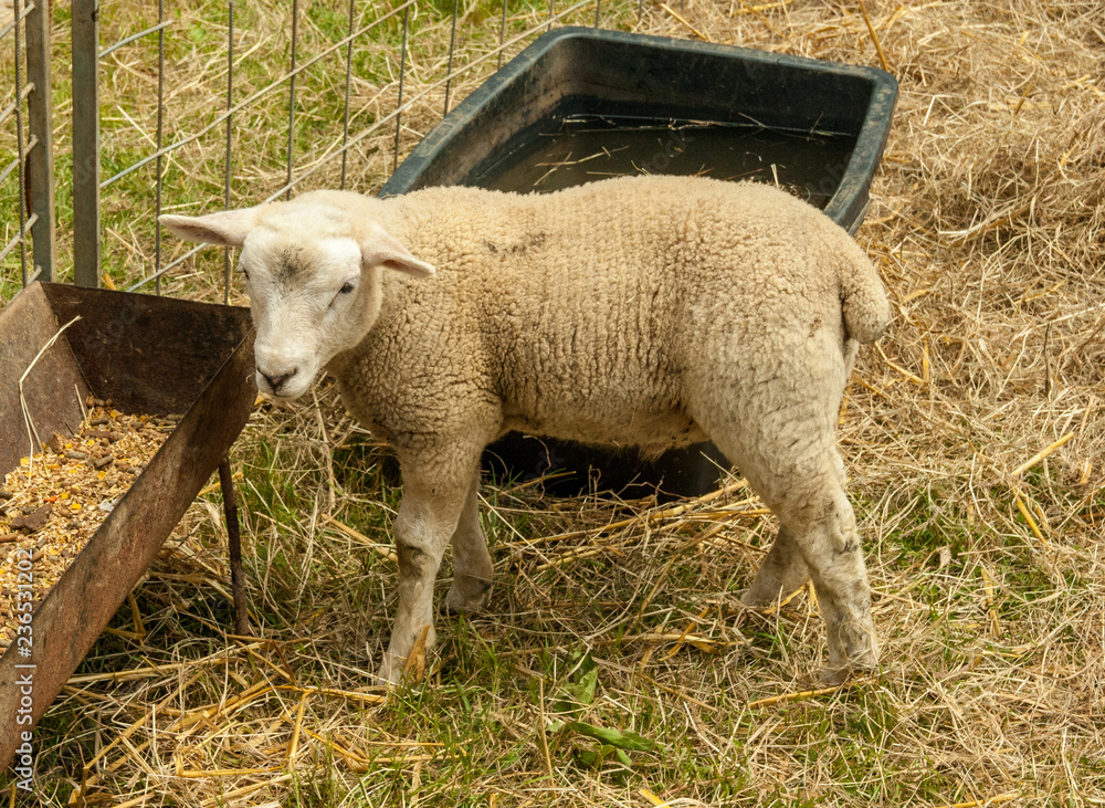 Fototapeta premium lamb sheep 