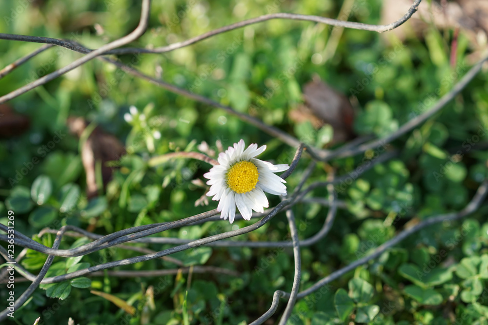 natural background with white Daisy in the green grass among the steel wire