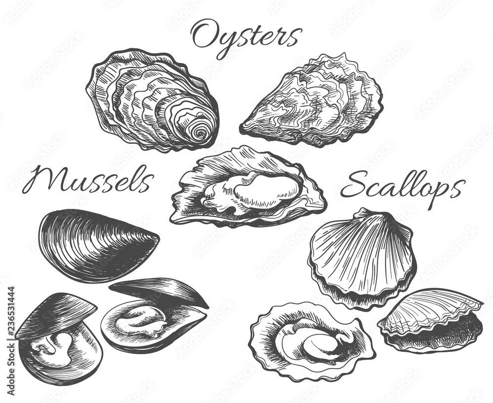 Oysters and scallops sketch. Clam seafood and mussels vector ink hand