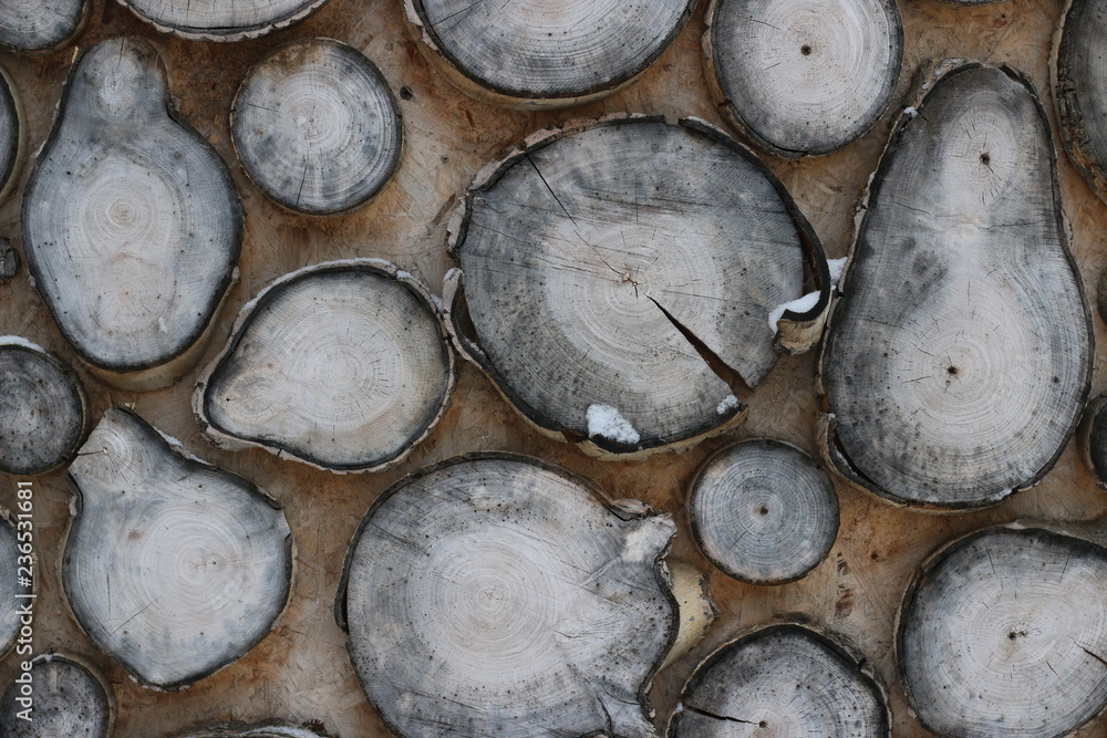 wood cut background. Decoration of cutting tree wood cut background. Decoration of cutting tree