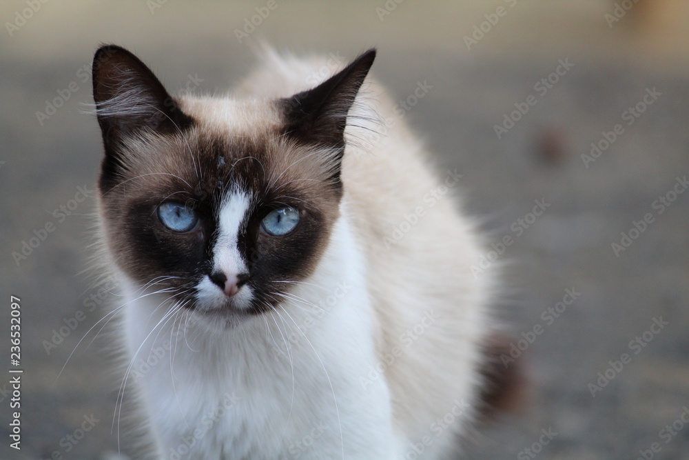Blue eyes cat