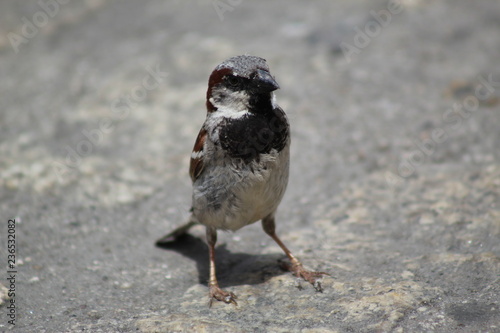 Male sparrow zoom