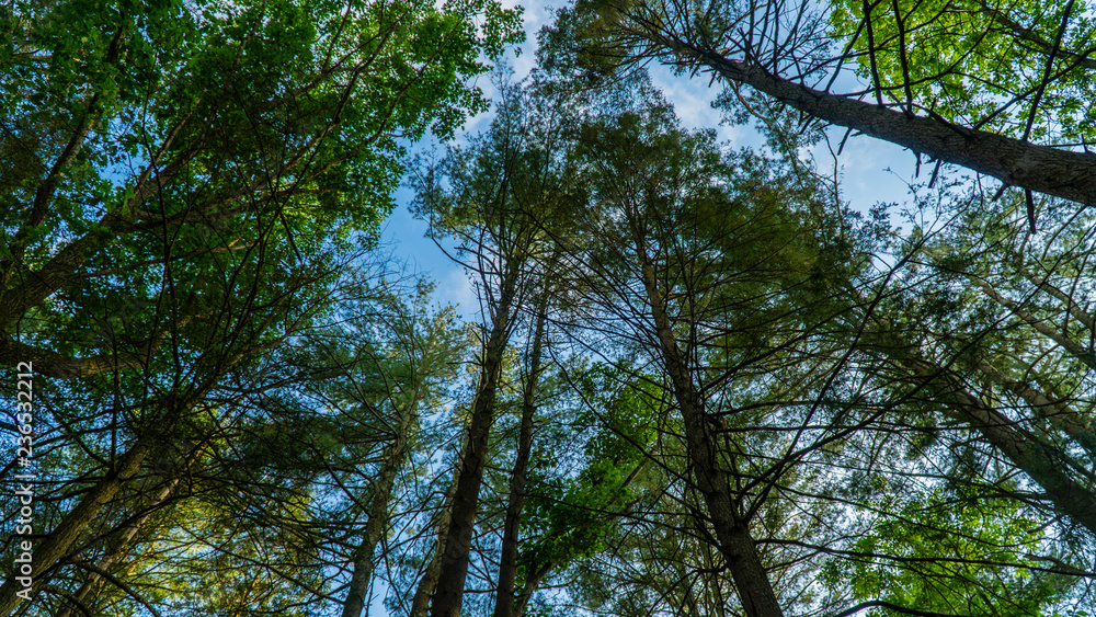 Fototapeta premium Trees