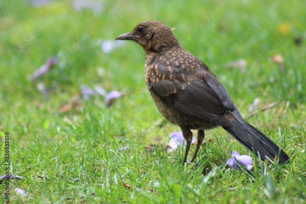 Fototapeta premium Blackbird