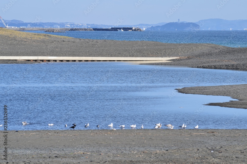 Black-headed gulls flock on the beach Black-headed gulls flock on the beach