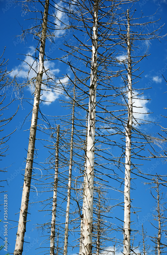 forest dieback forest dieback