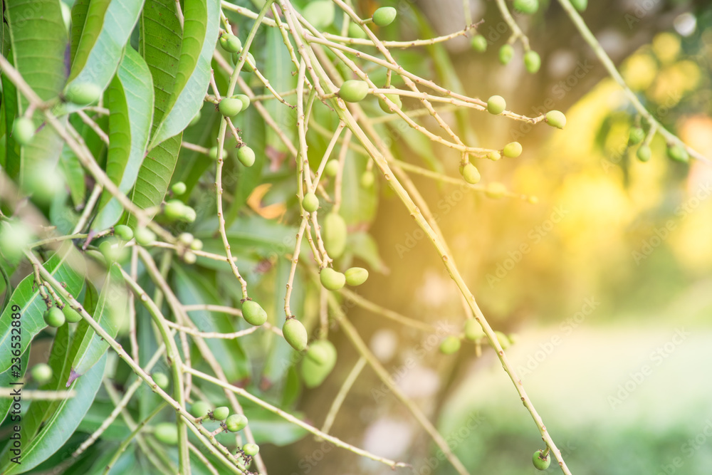 Mango flower on tree. Agriculture concept. Mango flower on tree. Agriculture concept.