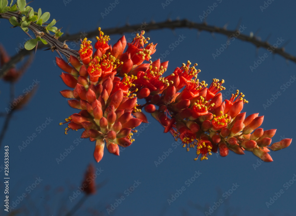 flor de ocotillo flor de ocotillo