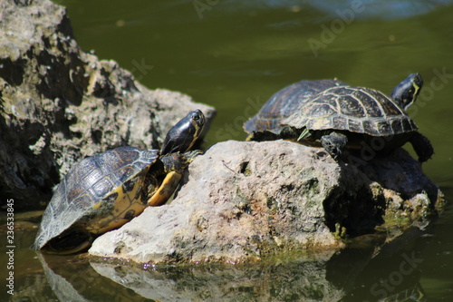 Calm turtles