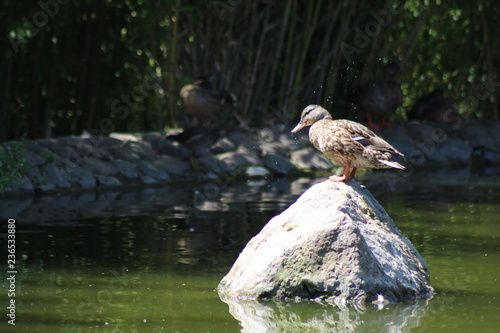 Fresh duck