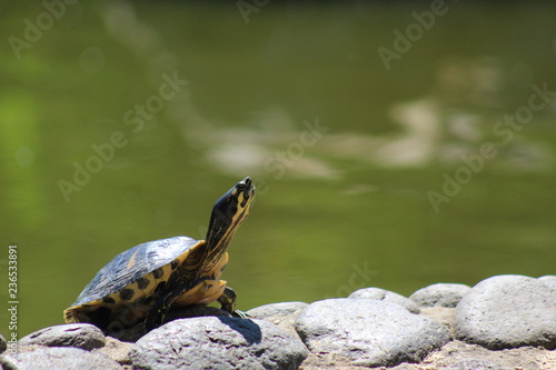 Turtle taking sun