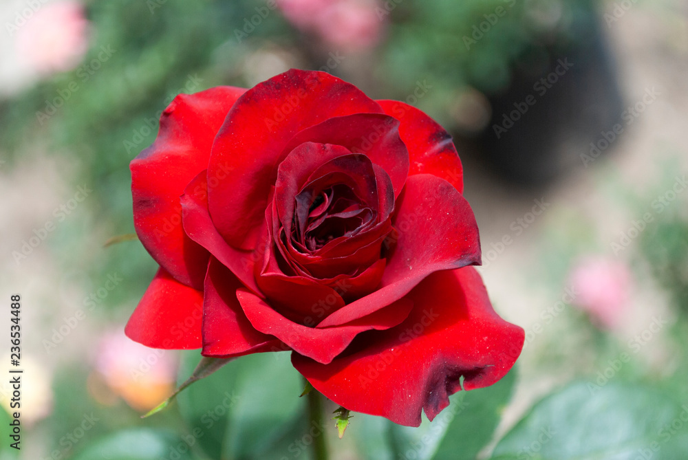 Wild and oganic rose flower, pink, love, tropical, fresh, romantic. Rosaceae Wild and oganic rose flower, pink, love, tropical, fresh, romantic. Rosaceae