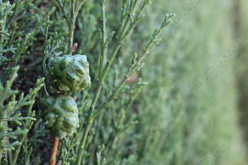 Green plants