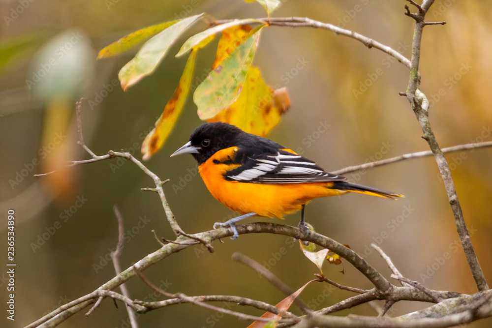 Male Baltimore Oriole, fall, North Carolina Male Baltimore Oriole, fall, North Carolina