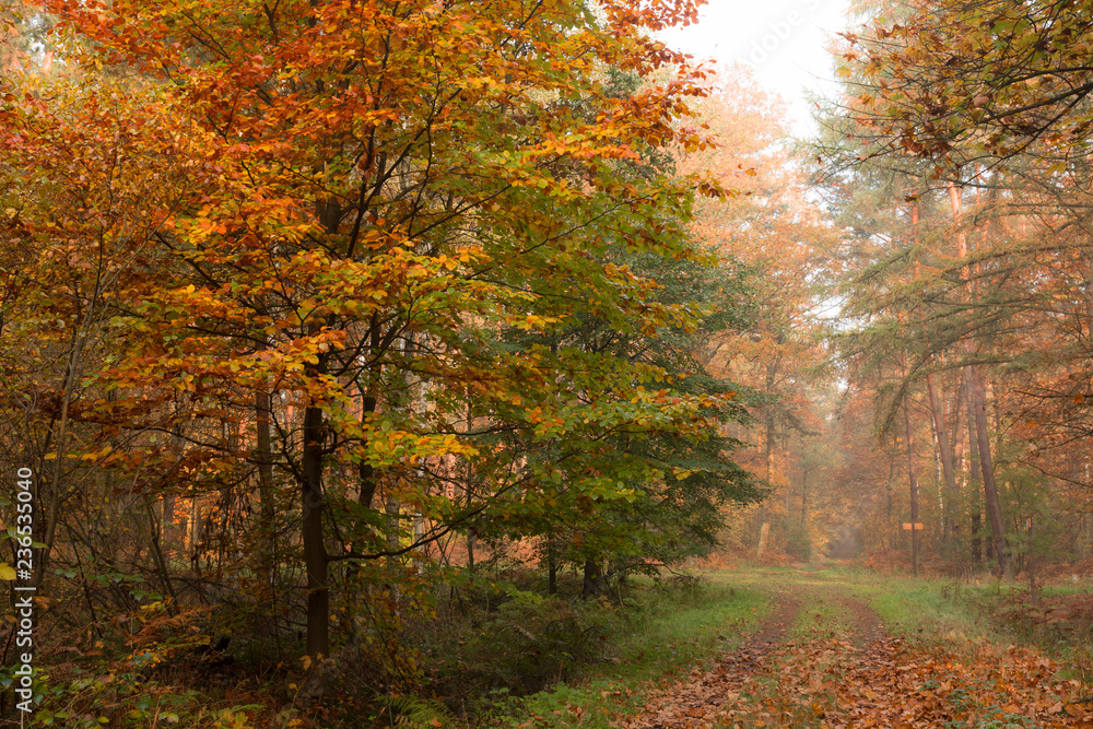 Autumn forest in Poland Autumn forest in Poland