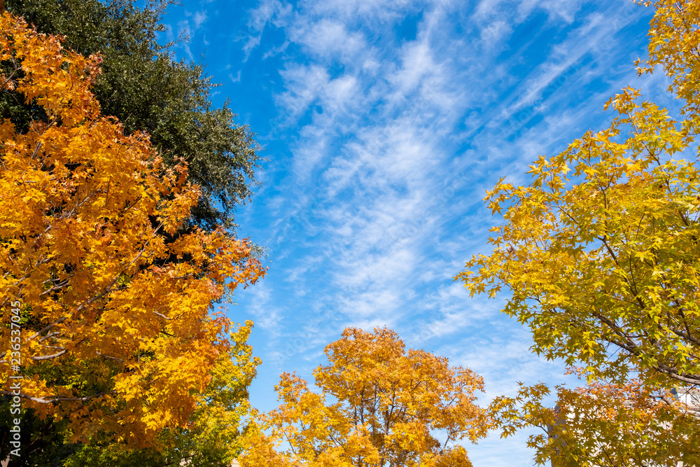 Fototapeta premium tree fall season