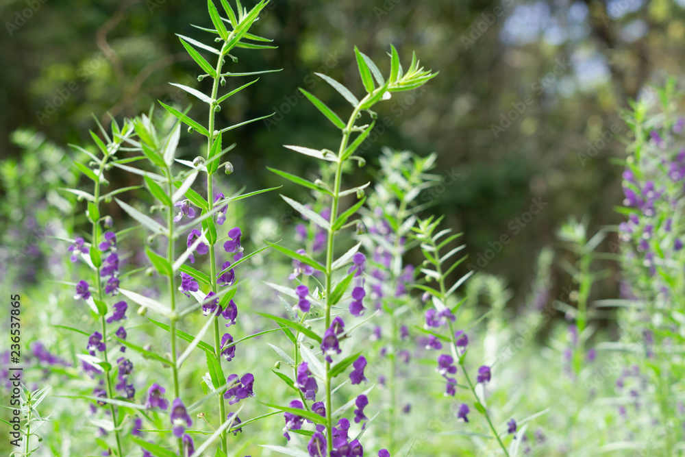 Purple Angelonia goyazensis Benth flower in garden. Purple Angelonia goyazensis Benth flower in garden.