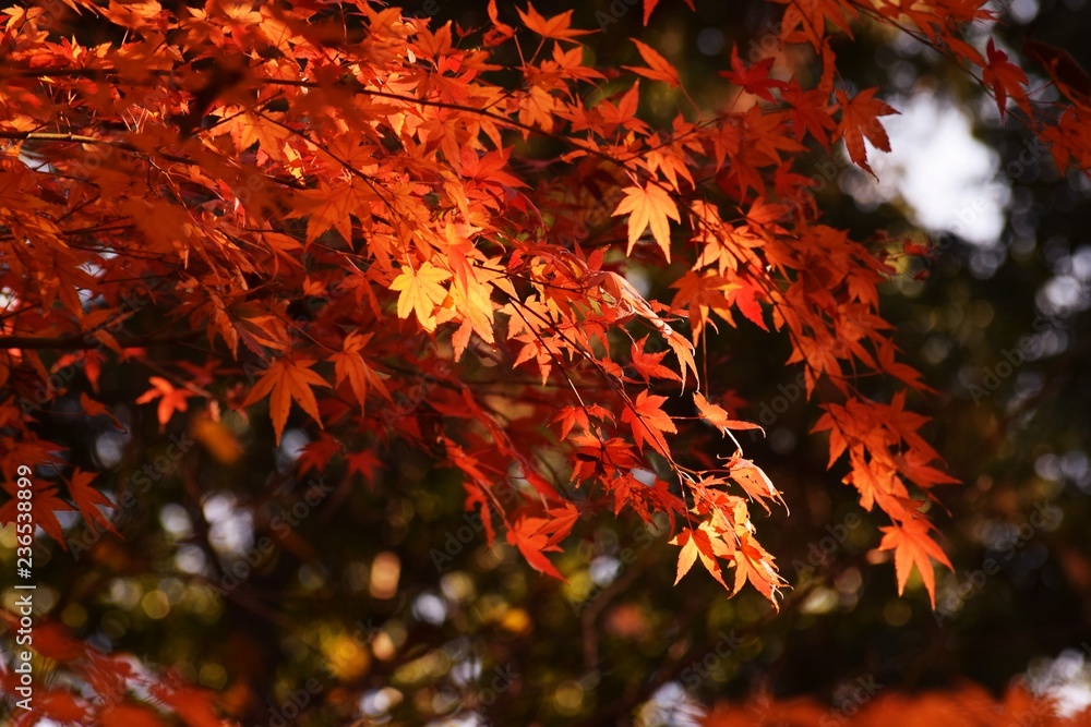 Breathtaking beauty Japanese autumn leaves