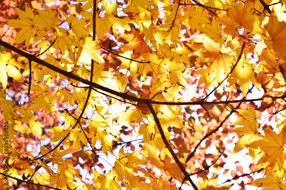Breathtaking beauty Japanese autumn leaves