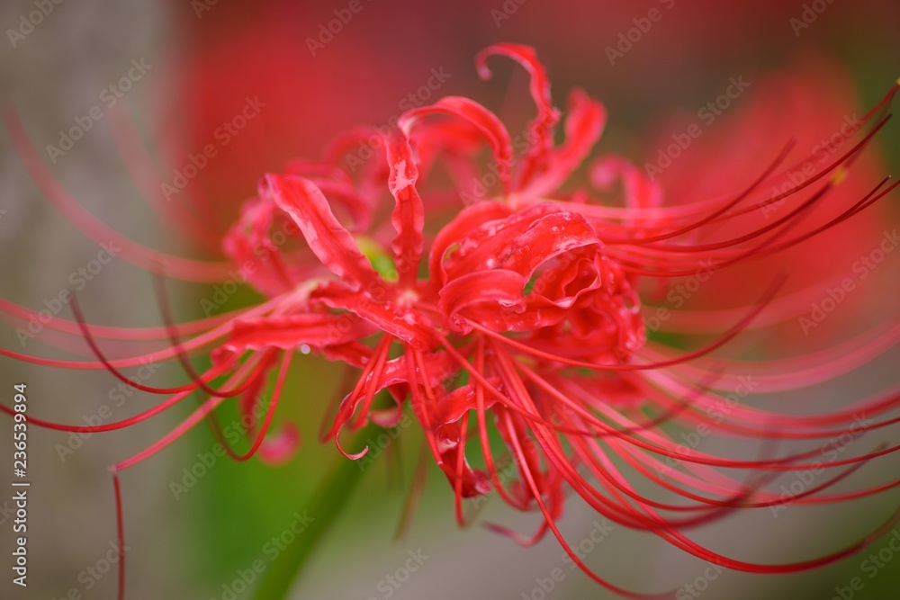 Cluster amaryllis (Higan-bana)
Cluster amaryllis (Higan-bana)