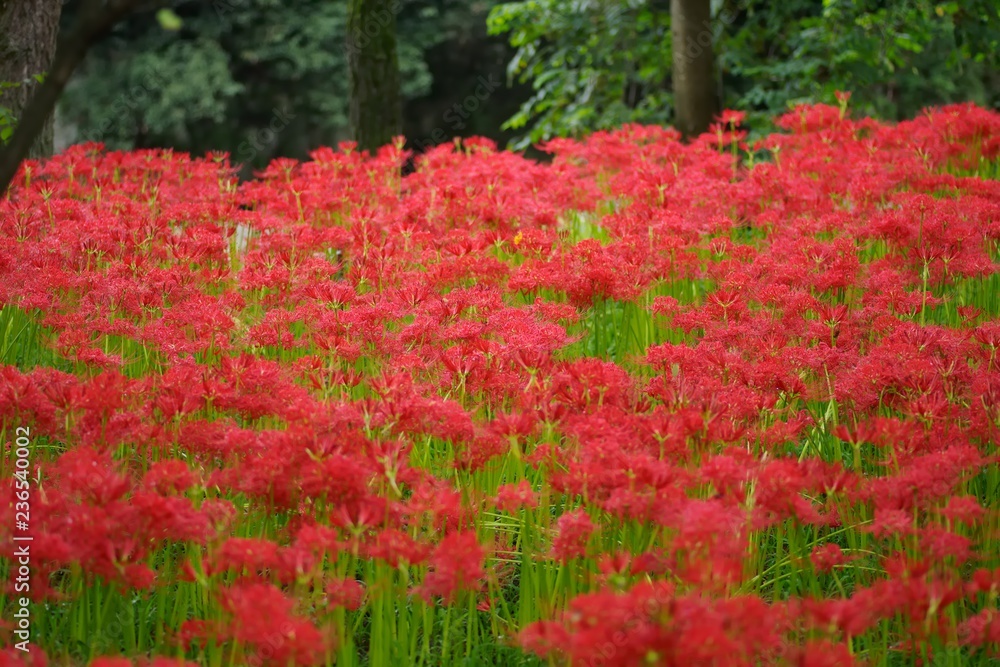 Cluster amaryllis (Higan-bana)
