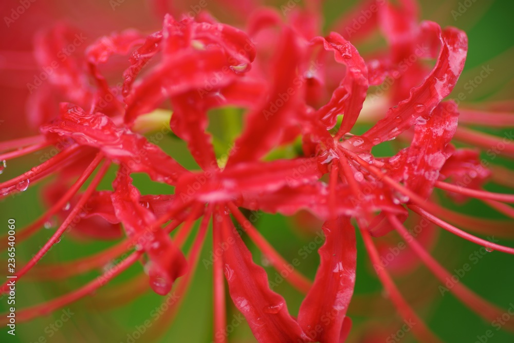 Cluster amaryllis (Higan-bana)
Cluster amaryllis (Higan-bana)