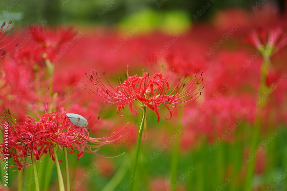 Cluster amaryllis (Higan-bana)
Cluster amaryllis (Higan-bana)