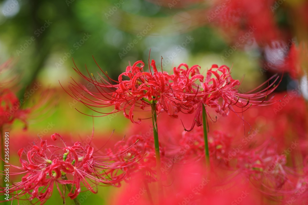 Cluster amaryllis (Higan-bana)
Cluster amaryllis (Higan-bana)