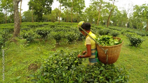 Indian woman in traditional clothes collects tea leaves passes from one bush to anoter big old plantation