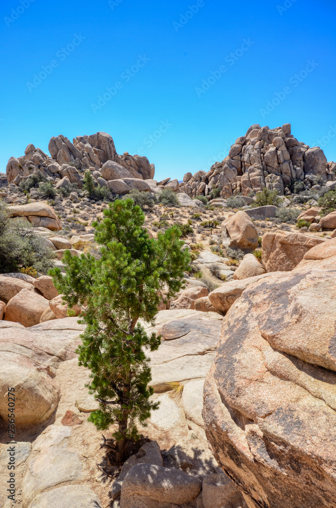 Boulders and a tree in Joshua Tree National Park