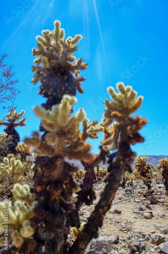 Close-up of Cholla Cactus
