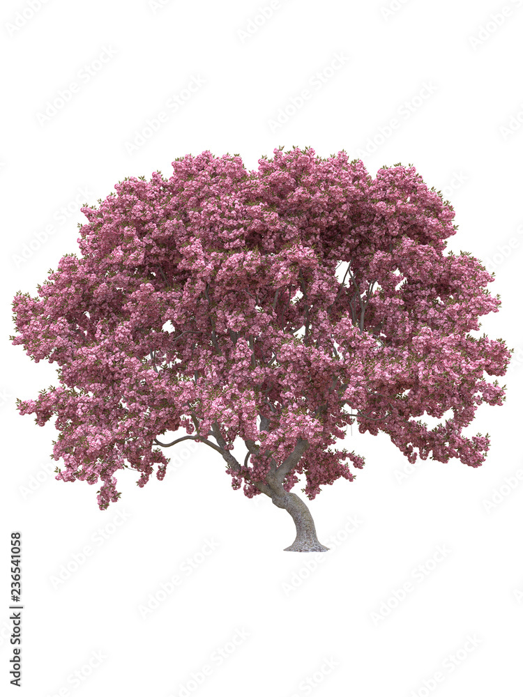 Fototapeta premium Pink sakura japanese tree, cherry blossom isolated on white background with clipping path.
