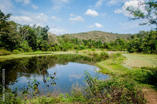 Landscape with tranquil lake with vegetation on the bank