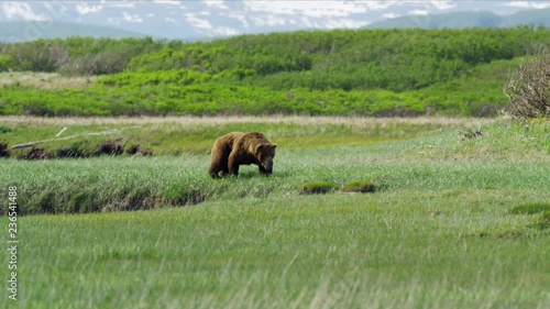 Male brown grizzly bear hunting on Katmai Peninsula National Park Reserve Alaska photo