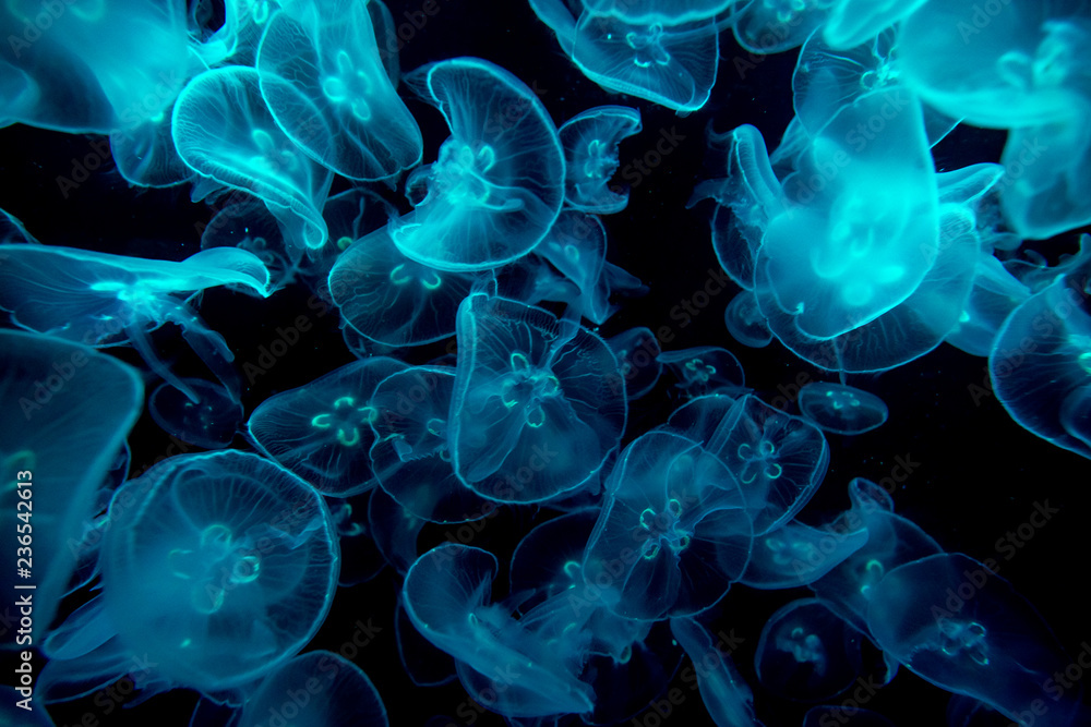 Jelly fish under color lighting Jelly fish under color lighting