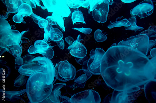 Jelly fish under color lighting © YiuCheung